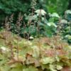 HEUCHERA 'CARAMEL'/PURPERKLOKJE - Afbeelding 3