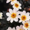 DAHLIA HAPPY DAYS WHITE
