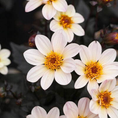 DAHLIA HAPPY DAYS WHITE