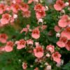 DIASCIA/ELFENSPOOR ORANGE/SALMON - Afbeelding 2