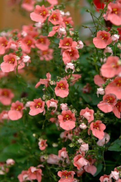 DIASCIA/ELFENSPOOR ORANGE/SALMON - Afbeelding 2