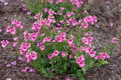 DIASCIA/ELFENSPOOR ANTIQUE ROSE