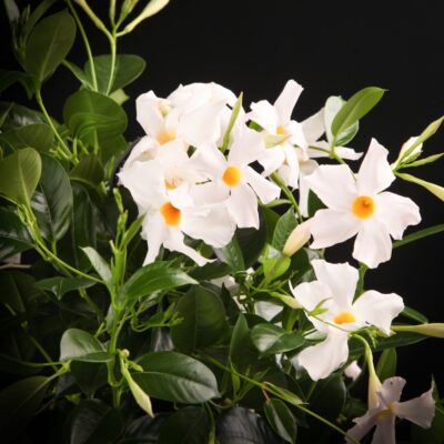 DIPLADENIA WHITE - Afbeelding 2