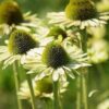 ECHINACEA 'GREEN JEWEL'/ZONNEHOED - Afbeelding 3