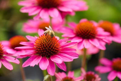 ECHINACEA SUNMAGIC VINTAGE HOT PINK'/ZONNEHOED
