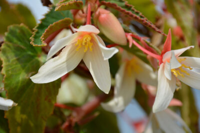 BEGONIA BOLIVIENSIS/BOLIVIAANSE BEGONIA WHITE - Afbeelding 3