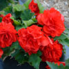 BEGONIA X TUBERHYBRIDA/KNOLBEGONIA RED