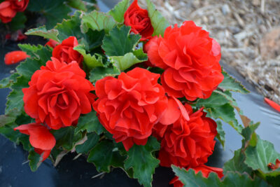 BEGONIA X TUBERHYBRIDA/KNOLBEGONIA RED