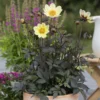 DAHLIA HAPPY DAYS YELLOW/LEMON