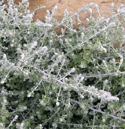 HELICHRYSUM/KOOIGOED MICROPHYLLUS (KLEIN BLAD)