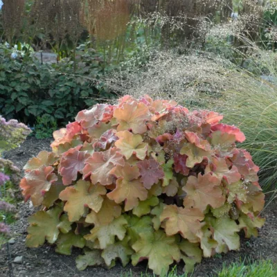 HEUCHERA 'CARAMEL'/PURPERKLOKJE