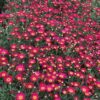 ARGYRANTHEMUM FRUTESCENS/ STRUIKMARGRIET RED