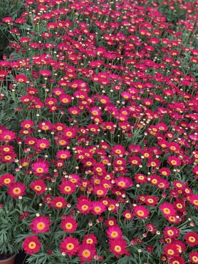ARGYRANTHEMUM FRUTESCENS/ STRUIKMARGRIET RED