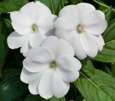 IMPATIENS SUNSPATIENS/VLIJTIG LIESJE WHITE - Afbeelding 2