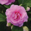 IMPATIENS WALLERIANA (DOUBLE)/VLIJTIG LIESJE PINK