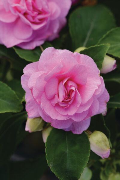IMPATIENS WALLERIANA (DOUBLE)/VLIJTIG LIESJE PINK