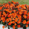 IMPATIENS SUNSPATIENS/VLIJTIG LIESJE ORANGE - Afbeelding 2