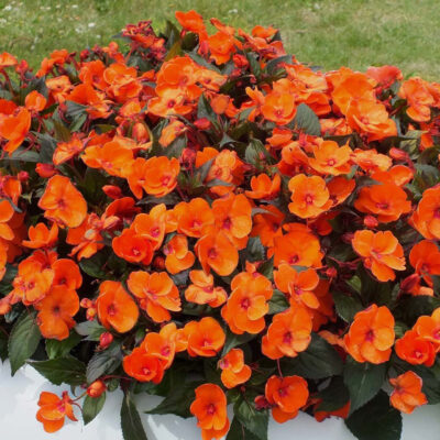 IMPATIENS SUNSPATIENS/VLIJTIG LIESJE ORANGE - Afbeelding 2