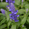 SALVIA FARINACEA 'DEEP OCEAN'/SALIE - Afbeelding 2