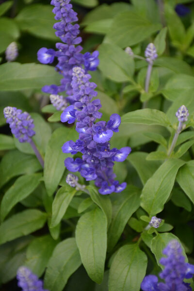 SALVIA FARINACEA 'DEEP OCEAN'/SALIE - Afbeelding 2