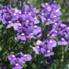 NEMESIA/ELFENSPIEGEL 'PALETTE JEANS' - Afbeelding 2