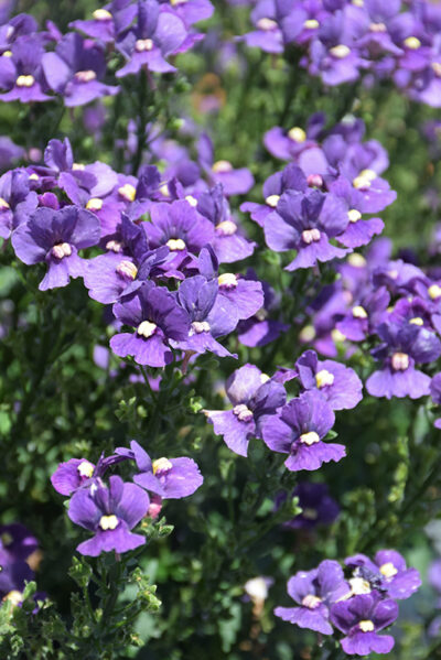 NEMESIA/ELFENSPIEGEL 'PALETTE JEANS' - Afbeelding 2
