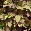 IPOMOEA BATATAS/ZOETE AARDAPPEL, (SIER)BATAAT HEART BRONZE - Afbeelding 2