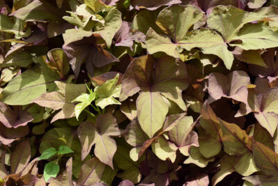 IPOMOEA BATATAS/ZOETE AARDAPPEL, (SIER)BATAAT HEART BRONZE - Afbeelding 2