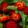 LANTANA CAMARA/WISSELBLOEM 'BANDANA HOT BLOODED RED'