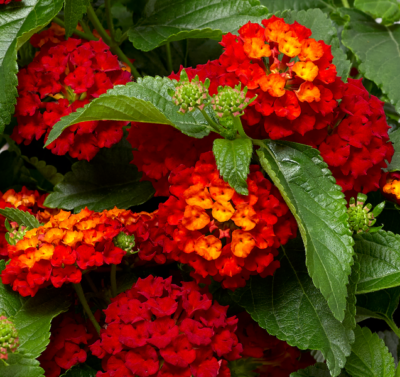 LANTANA CAMARA/WISSELBLOEM 'BANDANA HOT BLOODED RED'