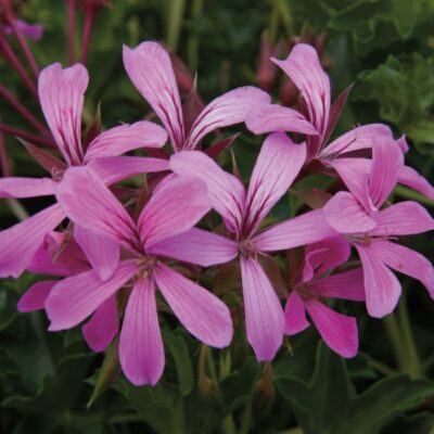 BALCON LILAC