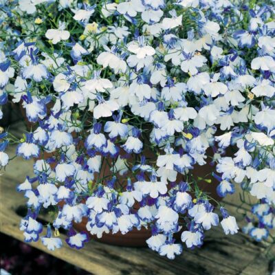 LOBELIA ERINUS/(TUIN)LOBELIA 'DELFT BLUE' - Afbeelding 2