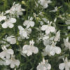 LOBELIA ERINUS/(TUIN)LOBELIA 'AFRICO WHITE IMPROVED' - Afbeelding 3