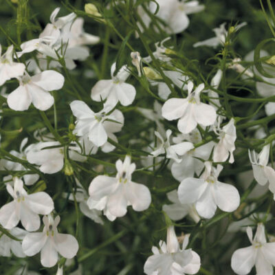 LOBELIA ERINUS/(TUIN)LOBELIA 'AFRICO WHITE IMPROVED' - Afbeelding 3