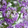 LOBULARIA MARITIMA/SCHILDZAAD,SNEEUWTAPIJT LAVENDER STREAM