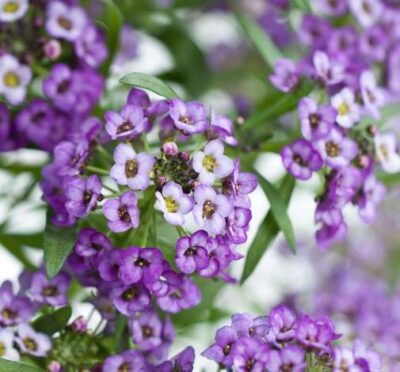 LOBULARIA MARITIMA/SCHILDZAAD,SNEEUWTAPIJT LAVENDER STREAM