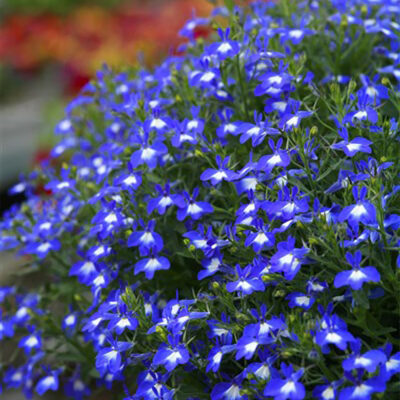 LOBELIA ERINUS/(TUIN)LOBELIA 'HOT BAVARIA'