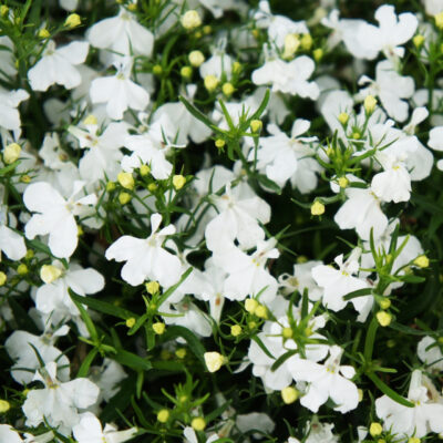 LOBELIA ERINUS/(TUIN)LOBELIA 'AFRICO WHITE IMPROVED'