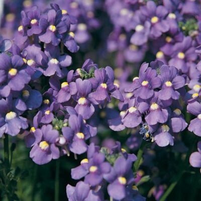 NEMESIA/ELFENSPIEGEL 'PALETTE JEANS'
