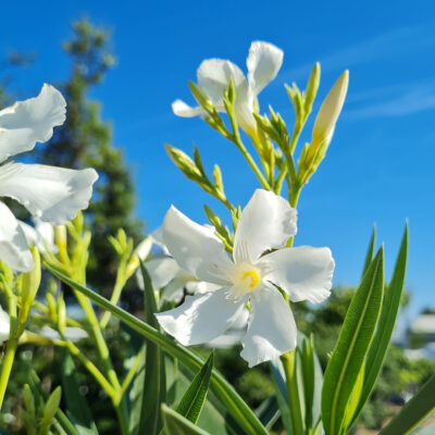 NERIUM OLEANDER - WHITE