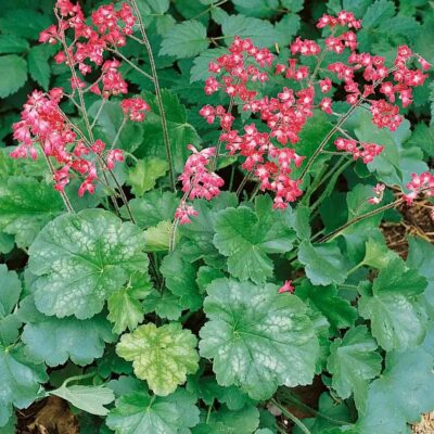 HEUCHERA SANGUINEA/PURPERKLOKJE - Afbeelding 3
