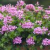 BALCON ROSE - Afbeelding 2