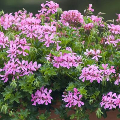BALCON ROSE - Afbeelding 2