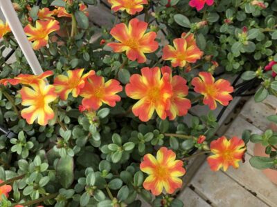 PORTULACA GRANDIFLORA/PORTULAK, POSTELEIN 'NANO ORANGE TWIST'