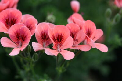 PELARGONIUM 'ANGELEYES ORANGE' - MINI GERANUIMS