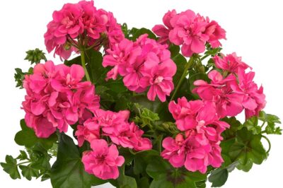 PELTATUM DOUBLET 'MEDIO ANA PINK' - DUBBEL HANGENDE GERANIUMS (kopie)