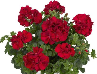 PELTATUM DOUBLET 'MEDIO KAROLINA DARK RED' - DUBBEL HANGENDE GERANIUM