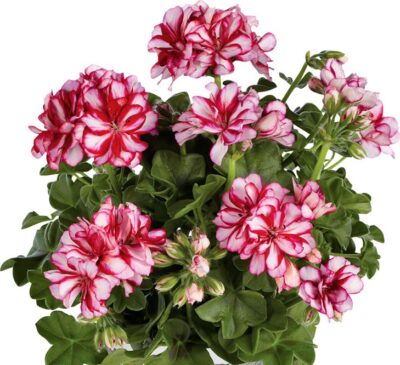 PELTATUM DOUBLET 'MEDIO LOLLIPOP NIXE' - DUBBEL HANGENDE GERANIUM