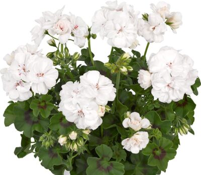 PELTATUM DOUBLET 'BLANCHE ROCHE'/'MEDIO LONA WHITE' - DUBBEL HANGENDE GERANIUM