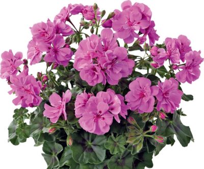 PELTATUM DOUBLET 'MEDIO MARLEN AMETHYST' - DUBBEL HANGENDE GERANIUM